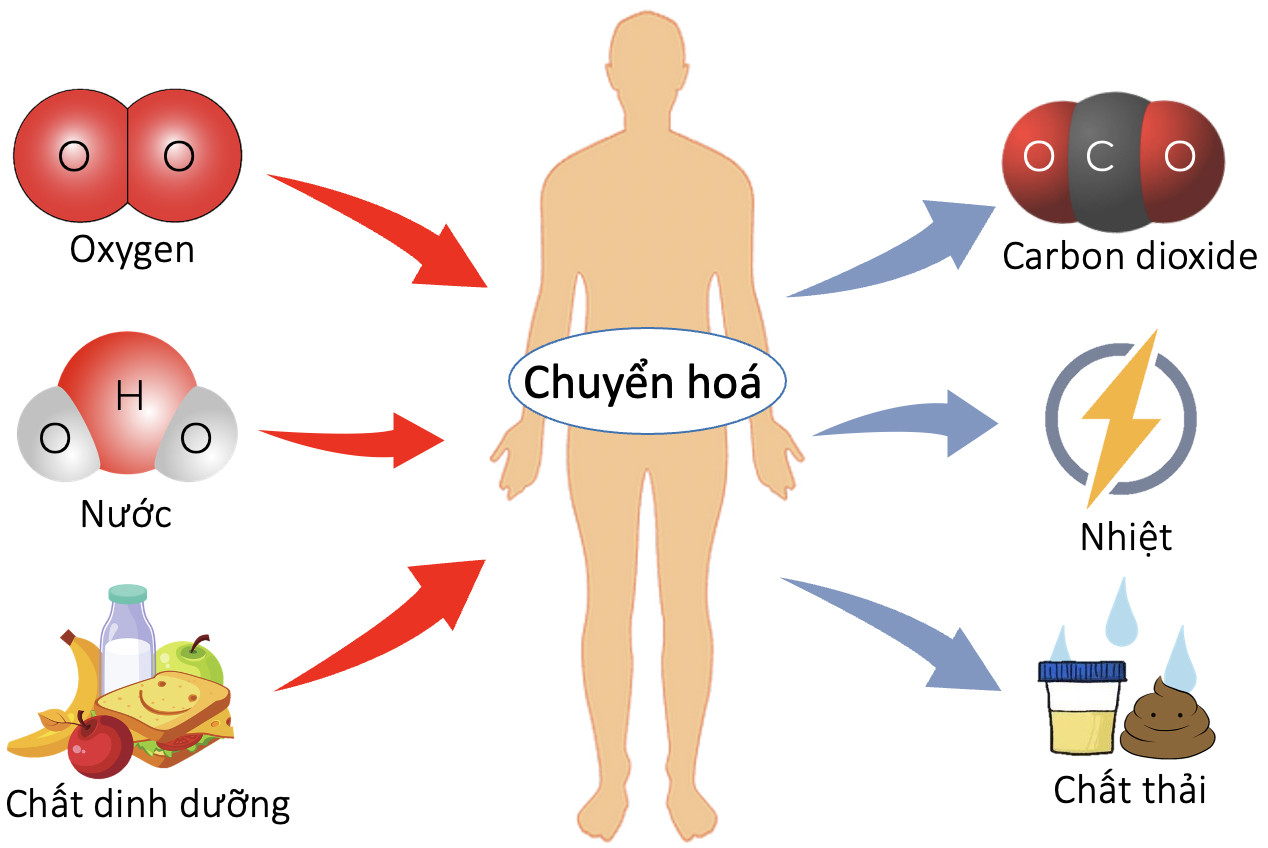 Giải Sinh học 11 Cánh diều Bài 1: Khái quát về trao đổi chất và chuyển hóa năng lượng