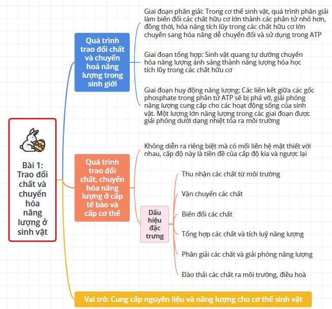 Sinh học 11 Cánh diều Bài 1: Khái quát về trao đổi chất và chuyển hóa năng lượng (Giải, Sơ đồ tư duy, Trắc nghiệm)