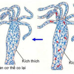 Sinh học 11 Cánh diều Bài 12: Cảm ứng ở thực vật (Giải, Sơ đồ tư duy, Trắc nghiệm)