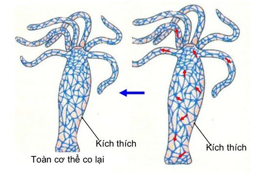 Giải Sinh học 11 Cánh diều Bài 12: Cảm ứng ở thực vật