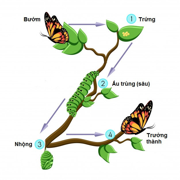 Giải Sinh học 11 Cánh diều Bài 18: Sinh trưởng và phát triển ở động vật