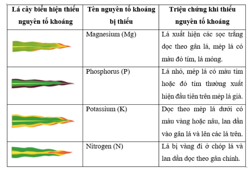 Giải Sinh học 11 Cánh diều Bài 2: Trao đổi nước và khoáng ở thực vật