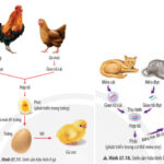 Sinh học 11 Cánh diều Bài 20: Khái quát về sinh sản ở sinh vật (Giải, Sơ đồ tư duy, Trắc nghiệm)