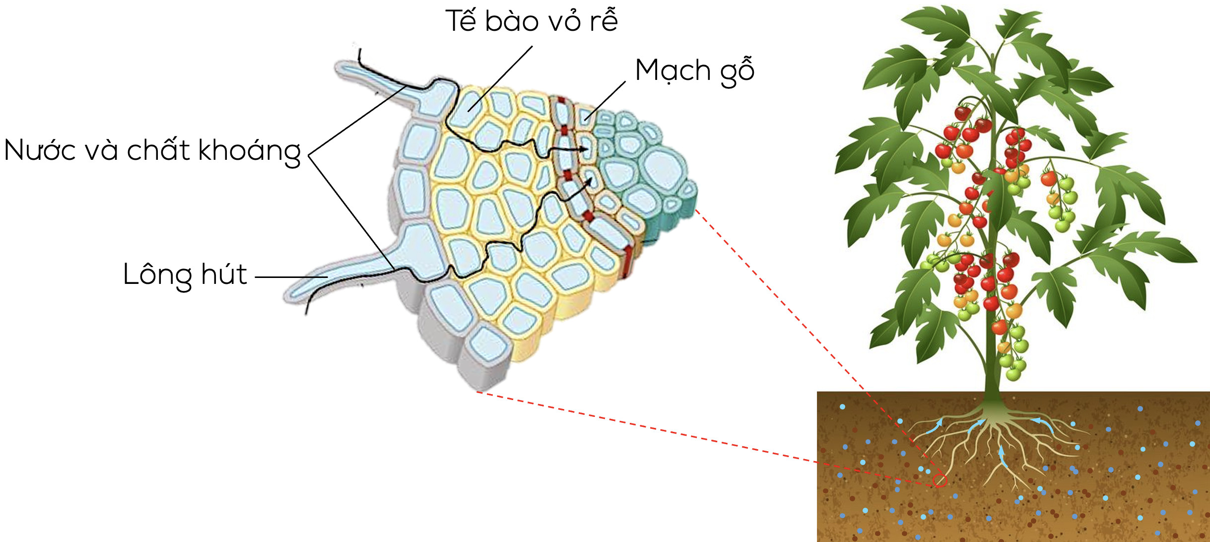 Giải Sinh học 11 Cánh diều Bài 3: Nhân tố ảnh hưởng đến trao đổi nước và khoáng ở thực vật