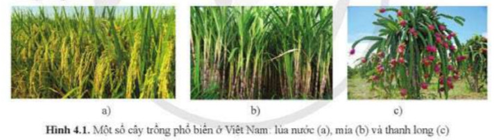 Giải Sinh học 11 Cánh diều Bài 4: Quang hợp ở thực vật