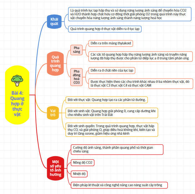 Sinh học 11 Cánh diều Bài 4: Quang hợp ở thực vật (Giải, Sơ đồ tư duy, Trắc nghiệm)