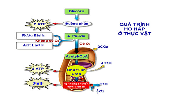 Giải Sinh học 11 Cánh diều Bài 5: Hô hấp ở thực vật