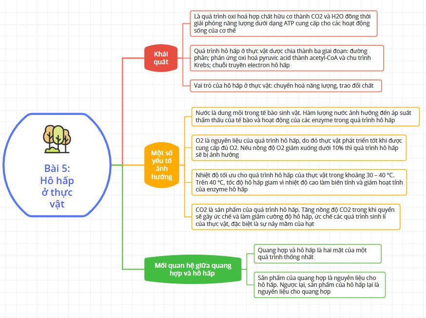 Sinh học 11 Cánh diều Bài 5: Hô hấp ở thực vật (Giải, Sơ đồ tư duy, Trắc nghiệm)