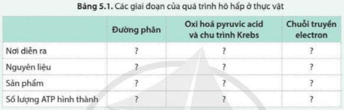 Giải Sinh học 11 Cánh diều Bài 5: Hô hấp ở thực vật