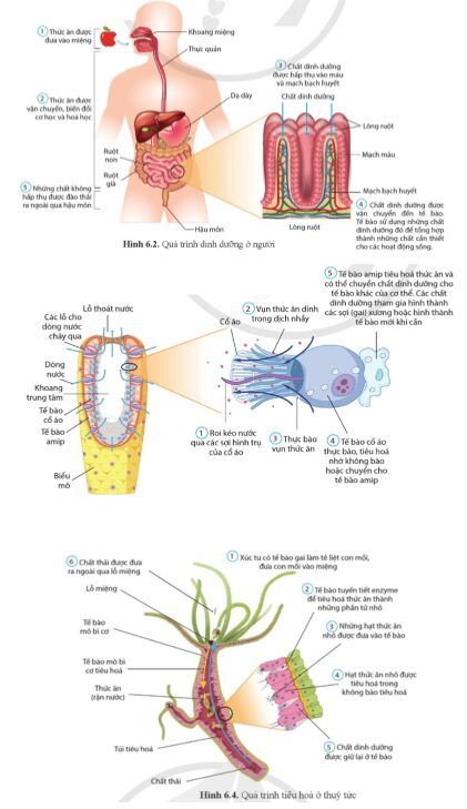 Giải Sinh học 11 Cánh diều Bài 6: Dinh dưỡng và tiêu hóa ở động vật
