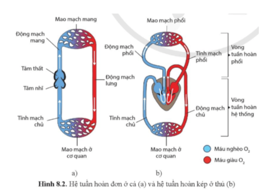 Giải Sinh học 11 Cánh diều Bài 8: Hệ tuần hoàn ở động vật