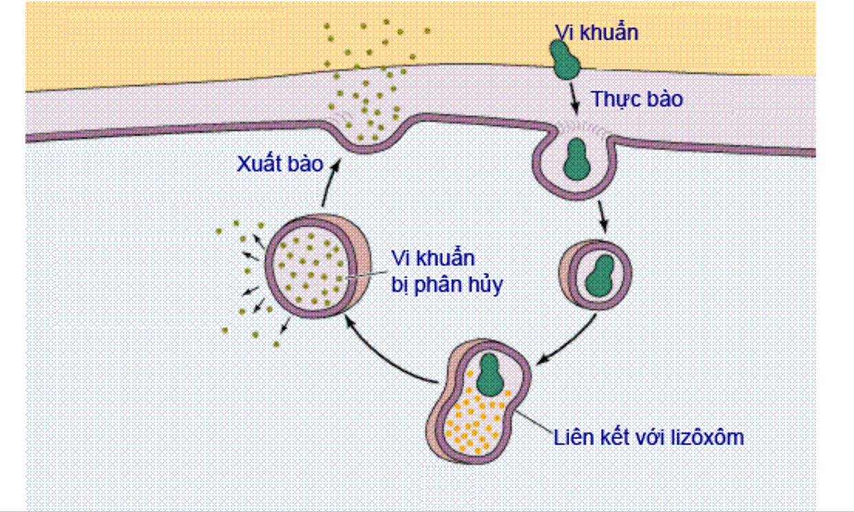 Sinh học 10 Kết nối tri thức Bài 10: Trao đổi chất qua màng tế bào (Giải, Sơ đồ tư duy, Trắc nghiệm)