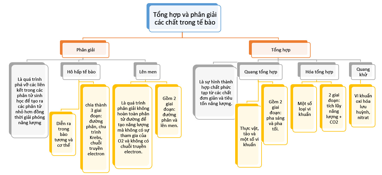 Sơ đồ tư duy Sinh học 10 Kết nối tri thức Bài 14: Phân giải và tổng hợp các chất trong tế bào