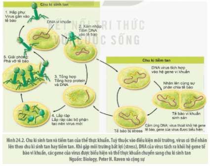 Giải Sinh học 10 Kết nối tri thức Bài 24: Khái quát về virus