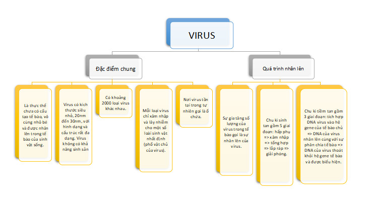 Sinh học 10 Kết nối tri thức Bài 24: Khái quát về virus (Giải, Sơ đồ tư duy, Trắc nghiệm)