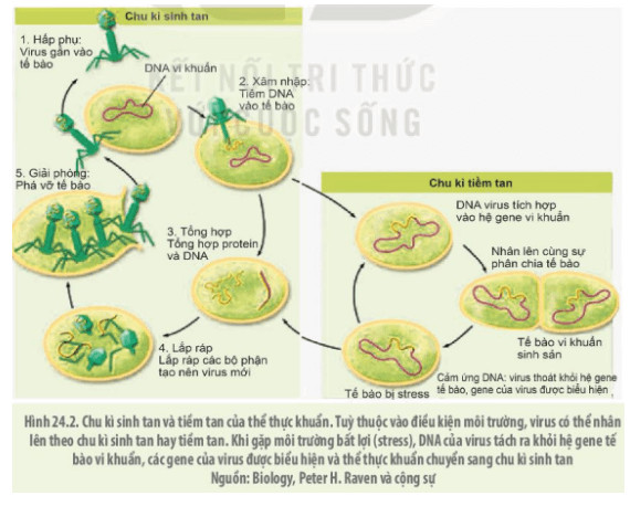 Sinh học 10 Kết nối tri thức Bài 24: Khái quát về virus (Giải, Sơ đồ tư duy, Trắc nghiệm)