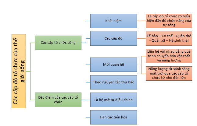 Sinh học 10 Kết nối tri thức Bài 3: Các cấp độ tổ chức của thế giới sống (Giải, Sơ đồ tư duy, Trắc nghiệm)