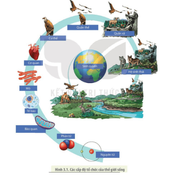 Sinh học 10 Kết nối tri thức Bài 3: Các cấp độ tổ chức của thế giới sống (Giải, Sơ đồ tư duy, Trắc nghiệm)