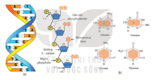 Giải Sinh học 10 (Kết nối tri thức) Bài 5: Các phân tử sinh học