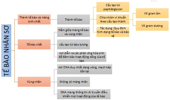 Sinh học 10 (Kết nối tri thức) Bài 7: Tế bào nhân sơ (Giải, Sơ đồ tư duy, Trắc nghiệm)