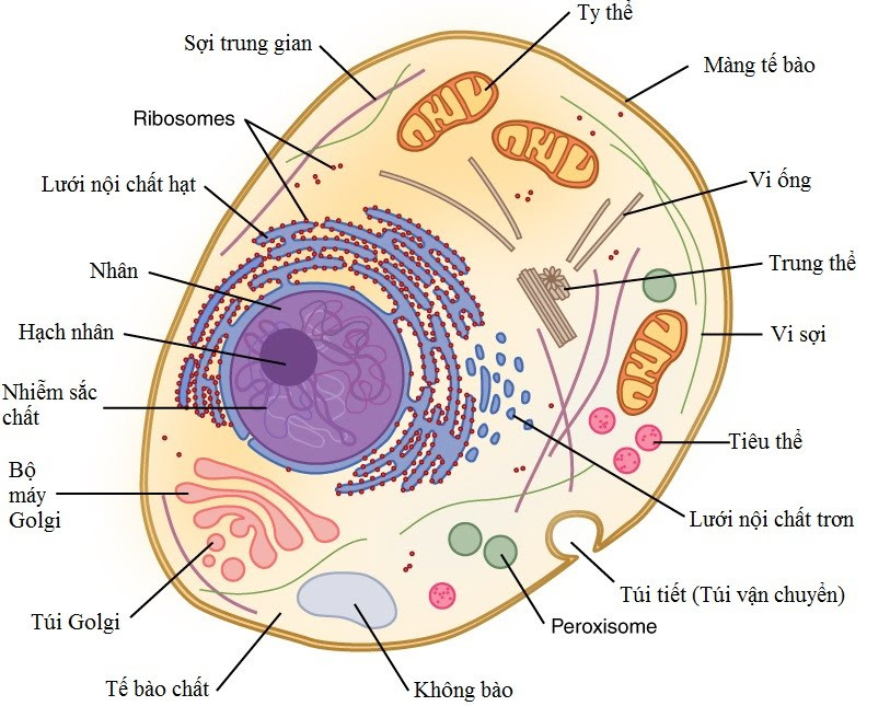 Giải Sinh học 10 (Kết nối tri thức) Bài 8: Tế bào nhân thực