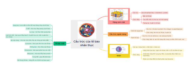 Sinh học 10 Kết nối tri thức Bài 8: Tế bào nhân thực (Giải, Sơ đồ tư duy, Trắc nghiệm)