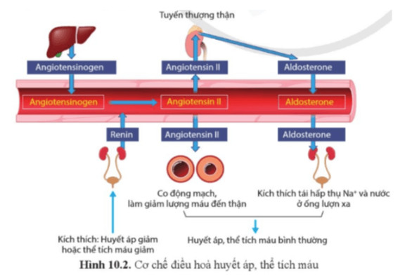 Sinh học 11 Cánh diều Bài 10: Bài tiết và cân bằng nội môi (Giải, Sơ đồ tư duy, Trắc nghiệm)