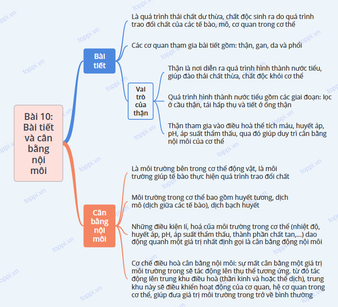Sinh học 11 Cánh diều Bài 10: Bài tiết và cân bằng nội môi (Giải, Sơ đồ tư duy, Trắc nghiệm)