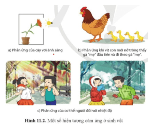 Sinh học 11 Cánh diều Bài 11: Khái quát về cảm ứng ở sinh vật (Giải, Sơ đồ tư duy, Trắc nghiệm)