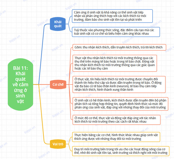 Sinh học 11 Cánh diều Bài 11: Khái quát về cảm ứng ở sinh vật (Giải, Sơ đồ tư duy, Trắc nghiệm)