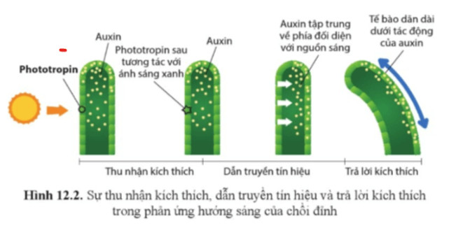 Sinh học 11 Cánh diều Bài 12: Cảm ứng ở thực vật (Giải, Sơ đồ tư duy, Trắc nghiệm)