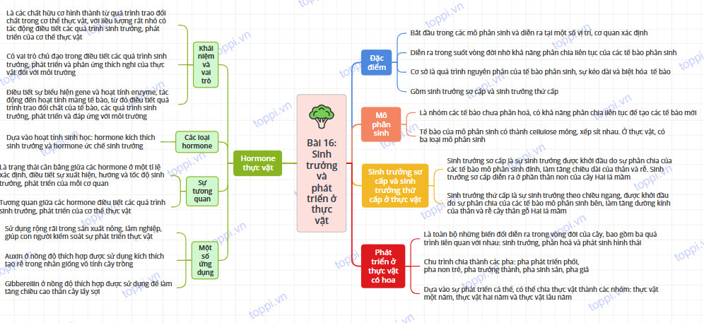 Sinh học 11 Cánh diều Bài 16: Sinh trưởng và phát triển ở thực vật (Giải, Sơ đồ tư duy, Trắc nghiệm)