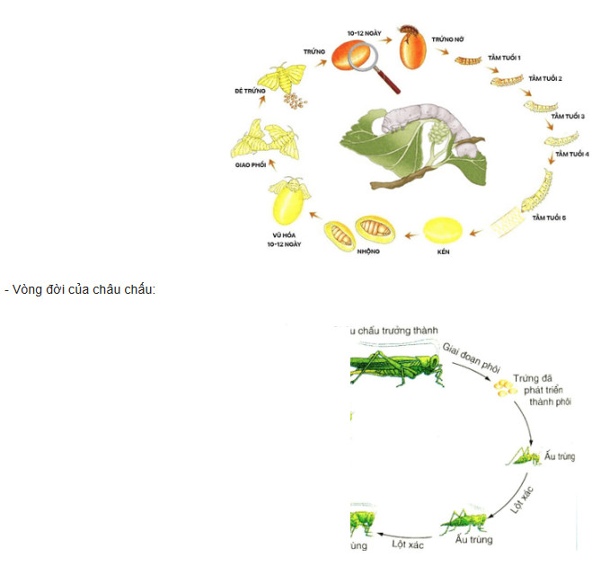 Sinh học 11 Cánh diều Bài 18: Sinh trưởng và phát triển ở động vật (Giải, Sơ đồ tư duy, Trắc nghiệm)