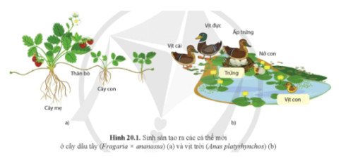 Sinh học 11 Cánh diều Bài 20: Khái quát về sinh sản ở sinh vật (Giải, Sơ đồ tư duy, Trắc nghiệm)