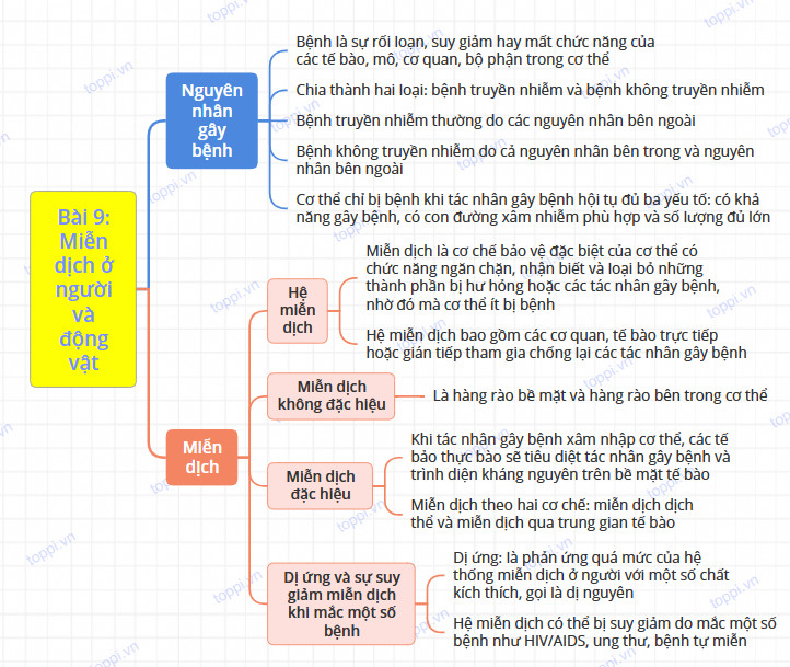 Sinh học 11 Cánh diều Bài 9: Miễn dịch ở người và động vật (Giải, Sơ đồ tư duy, Trắc nghiệm)